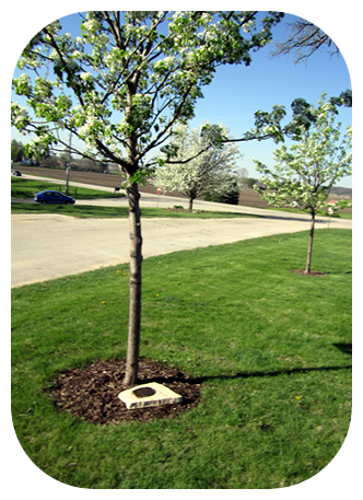 Cremation Tree | Oak Knoll Cemetery